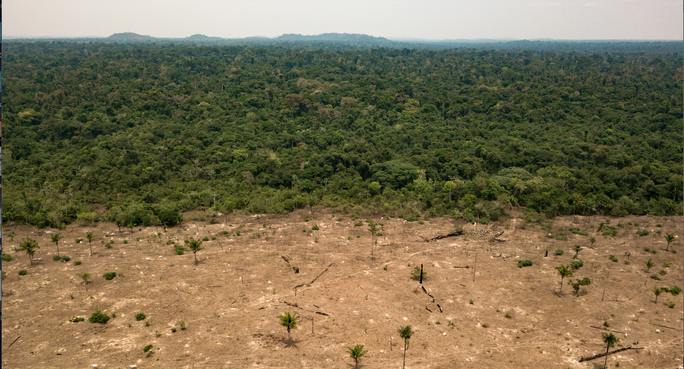 O perigoso elo entre desmatamento e pandemias - Outras Palavras